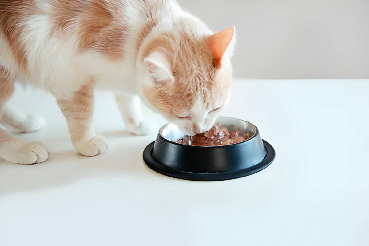 How Your Cat’s Bowl Material is Affecting Their Skin Health